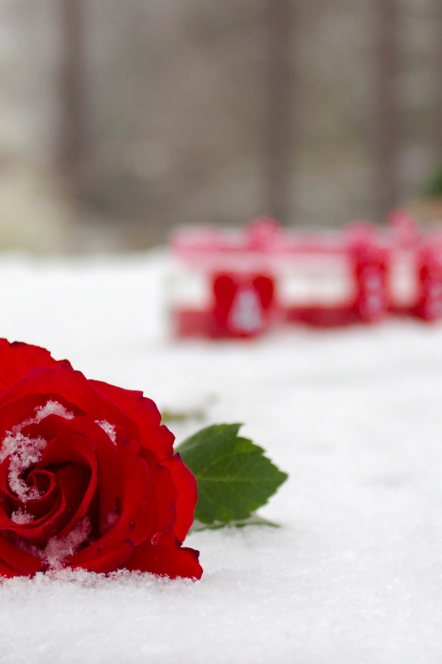 Красная красивая роза на снегу 