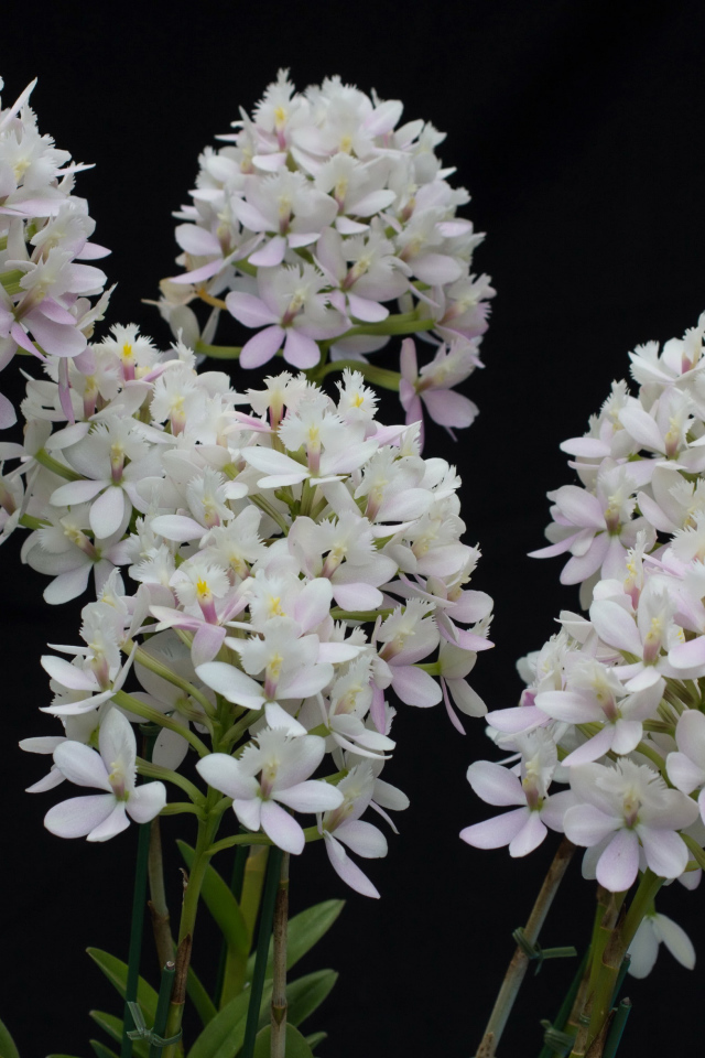 Необычные белые экзотические цветы орхидеи