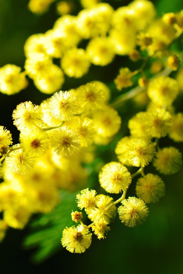 Желтые шарики цветов мимозы вблизи