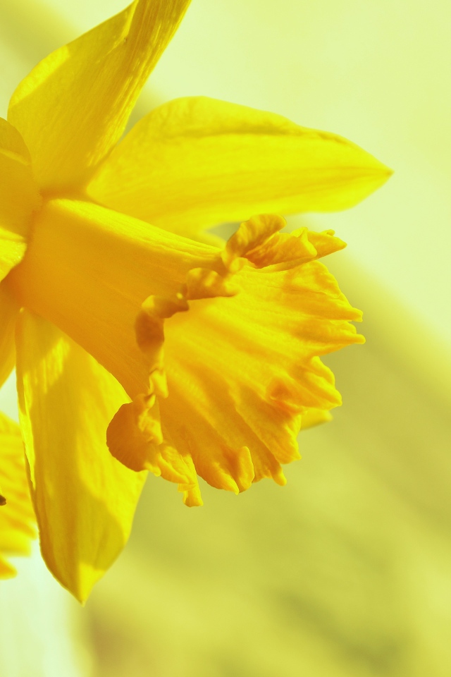 Желтый весенний цветок нарцисс крупным планом