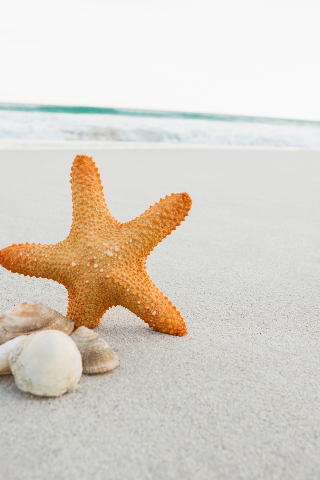 Starfish and seashells on white sand near the sea