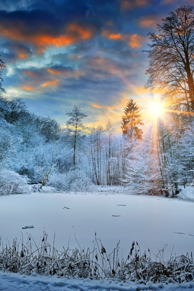 Восход яркого зимнего солнца в покрытом белым снегом лесу