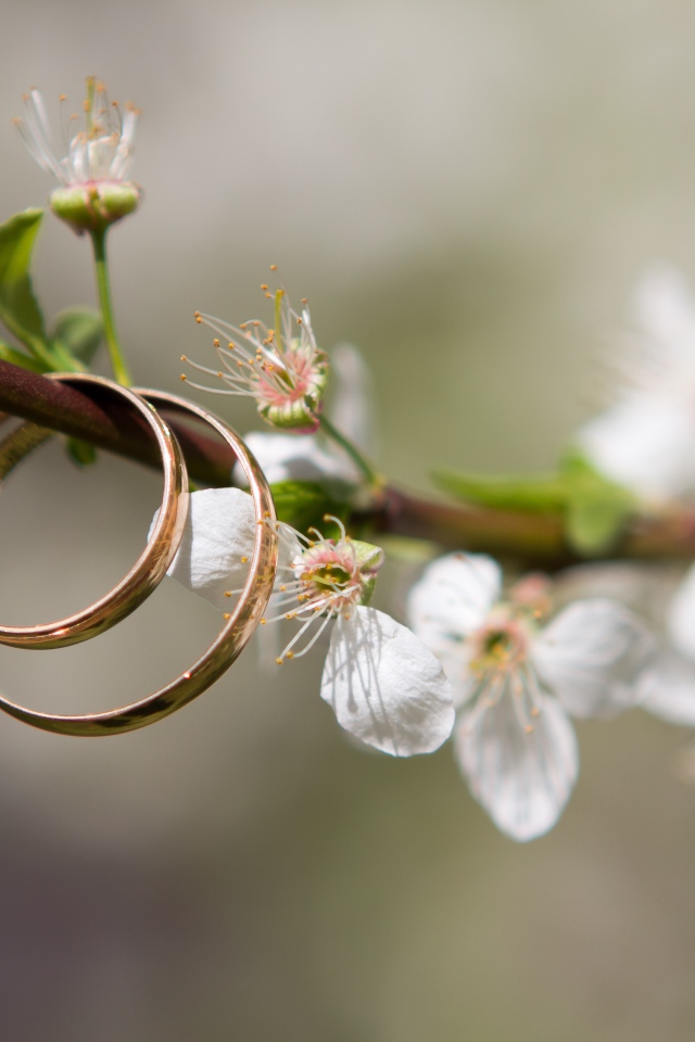 Два золотых  обручальных кольца на цветущей ветке вишни 