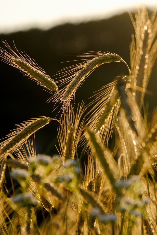 Зеленые колосья пшеницы в лучах солнца