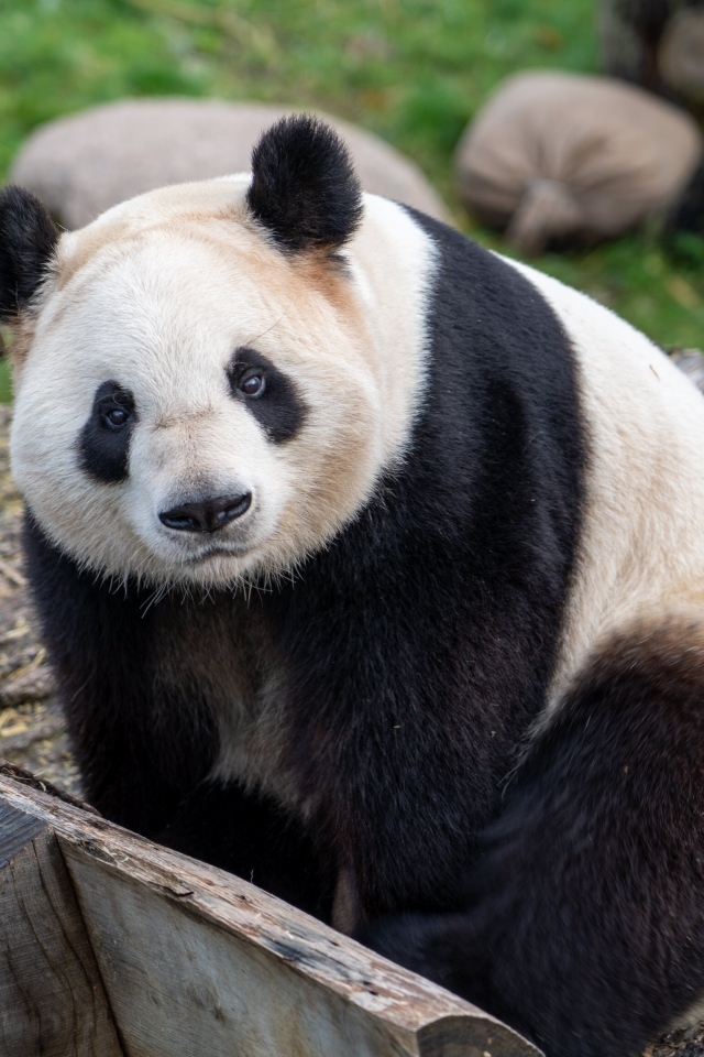 Большая панда в зоопарке