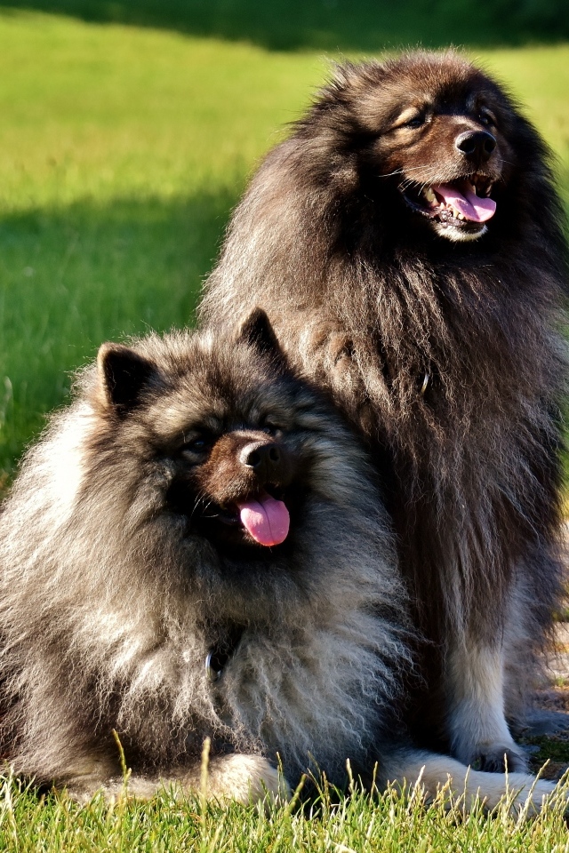 Две  пушистые собаки породы Кеесхонд