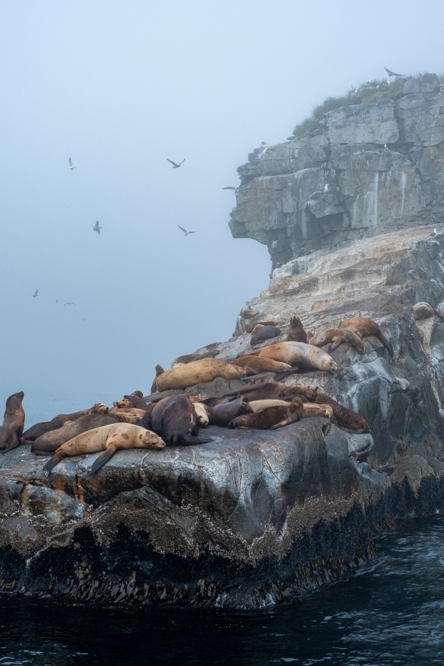 Морские котики отдыхают на камне в море