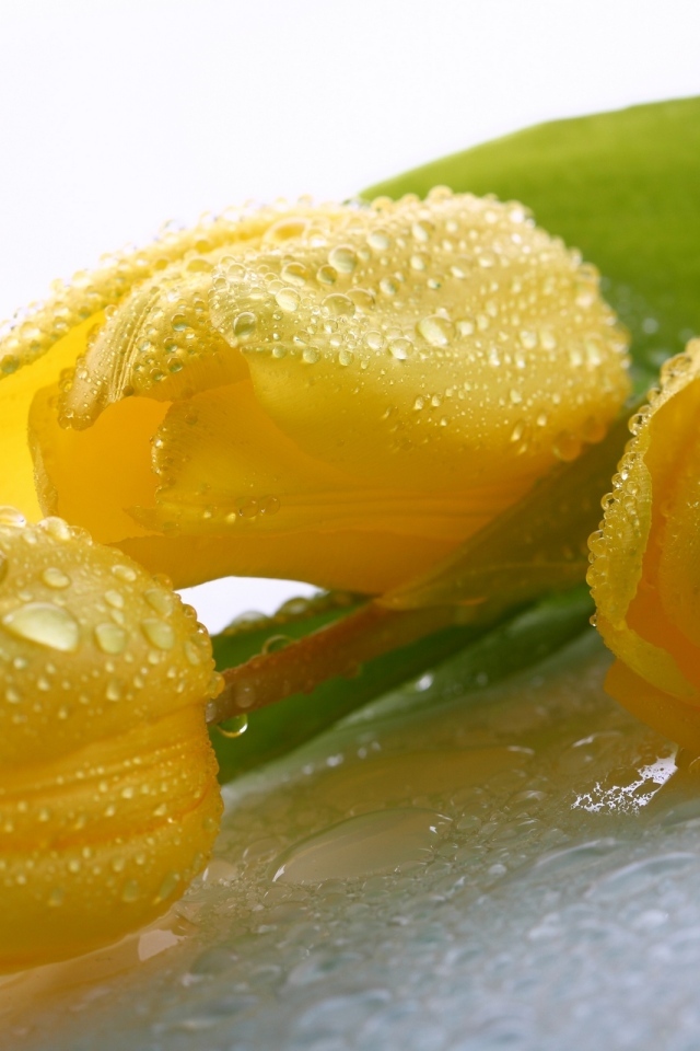 Красивые желтые тюльпаны в каплях воды
