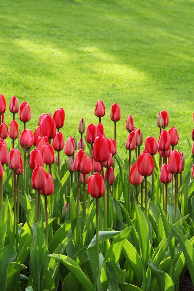 Красные тюльпаны на клумбе у зеленого газона