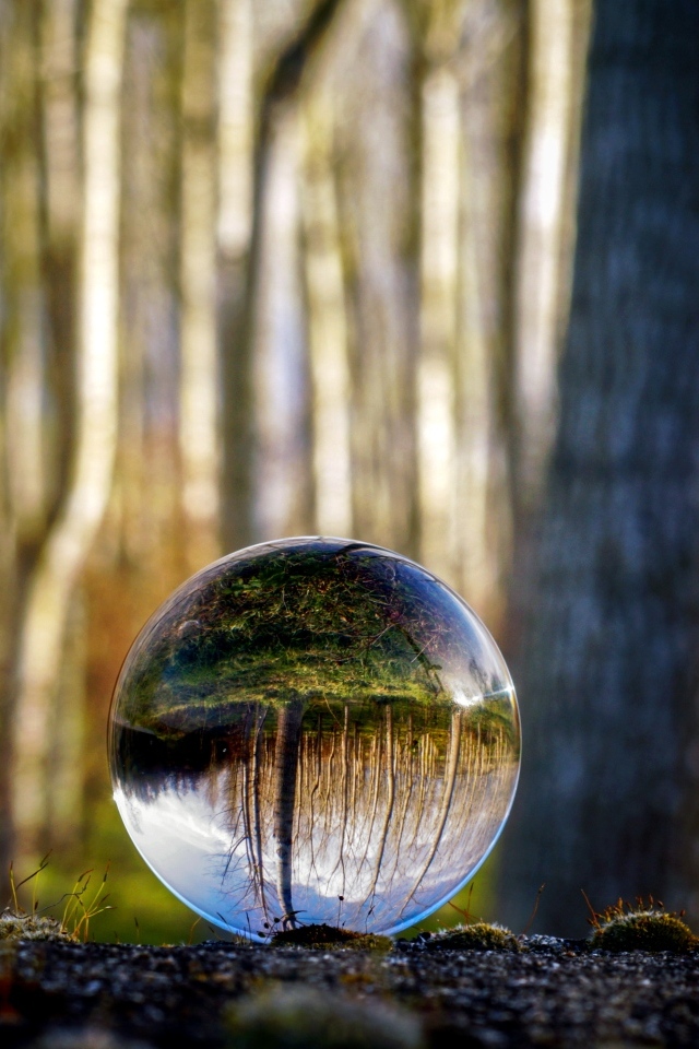 Лес отражается в стеклянном шаре