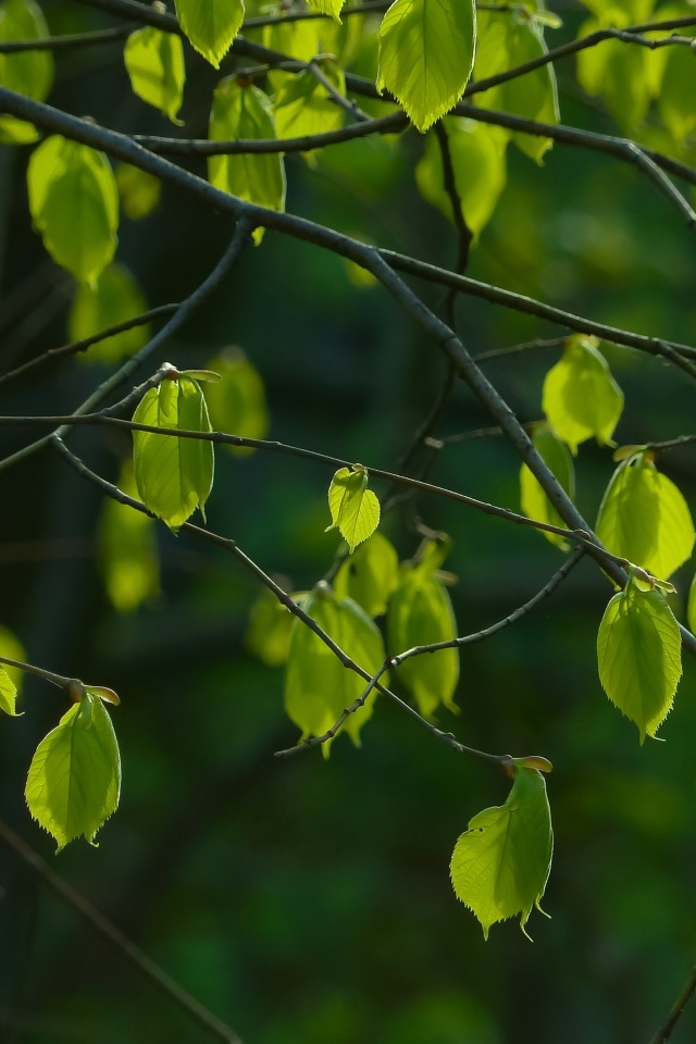 Молодые зеленые листья на ветках крупным планом