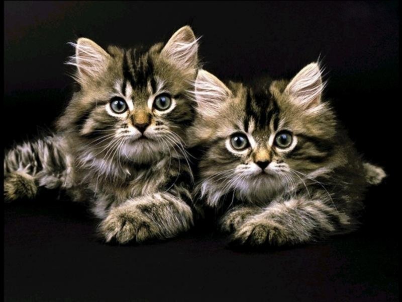 http://www.zastavki.com/pictures/800x600/Animals_Cats__002015_7.jpg