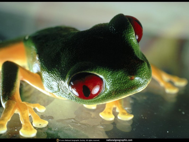 Animals_Reptiles_Frog_002442_.jpg