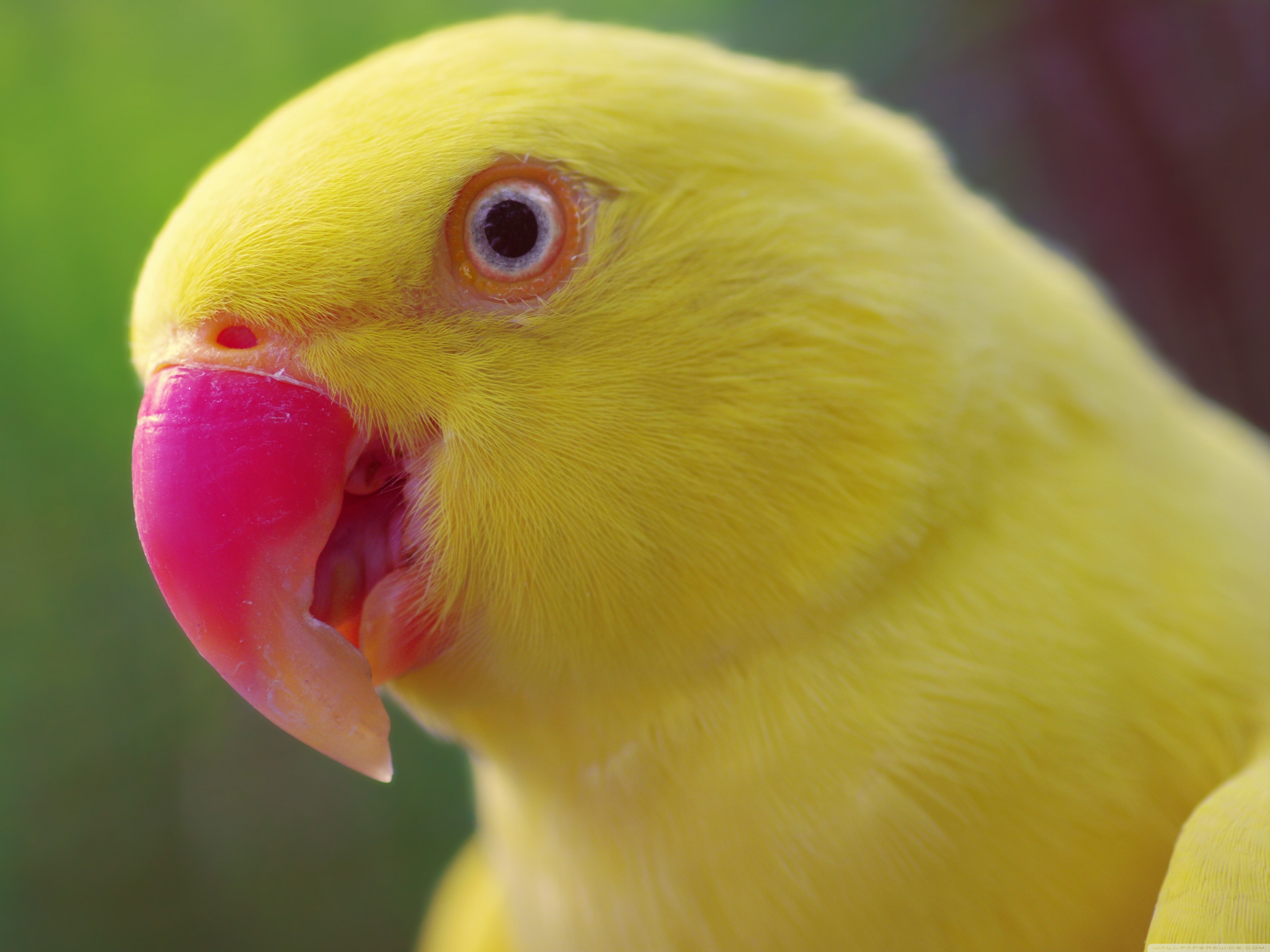 Yellow parrot wallpapers and images wallpapers, pictures, photos