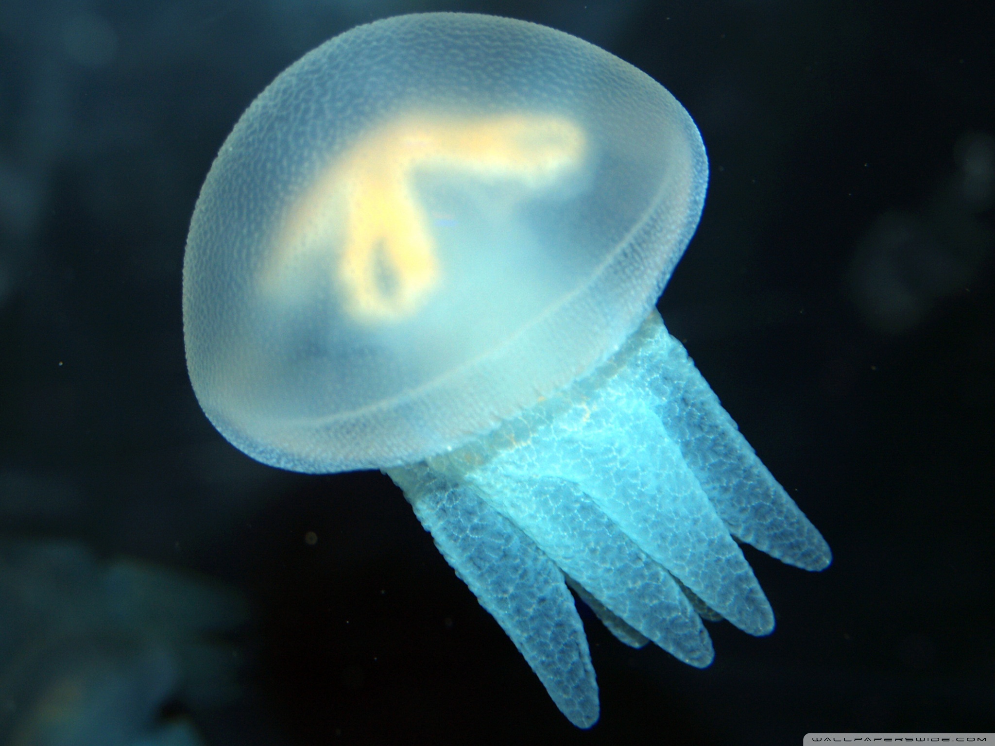 Blue jellyfish wallpapers and images - wallpapers 