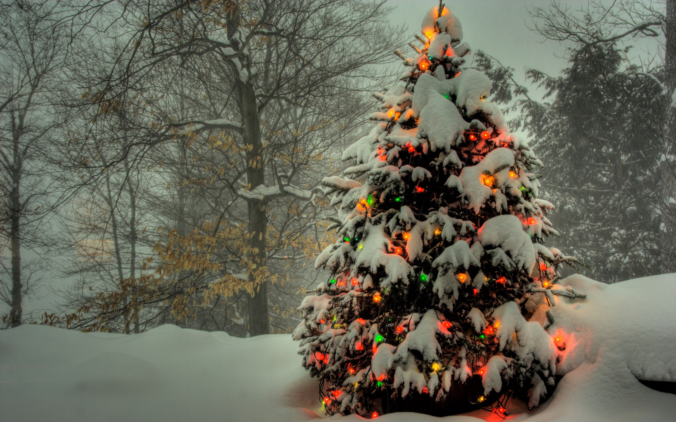Встреча Нового 2016 года! Christmas_wallpapers_Dressed_Christmas_tree_in_the_forest_035826_