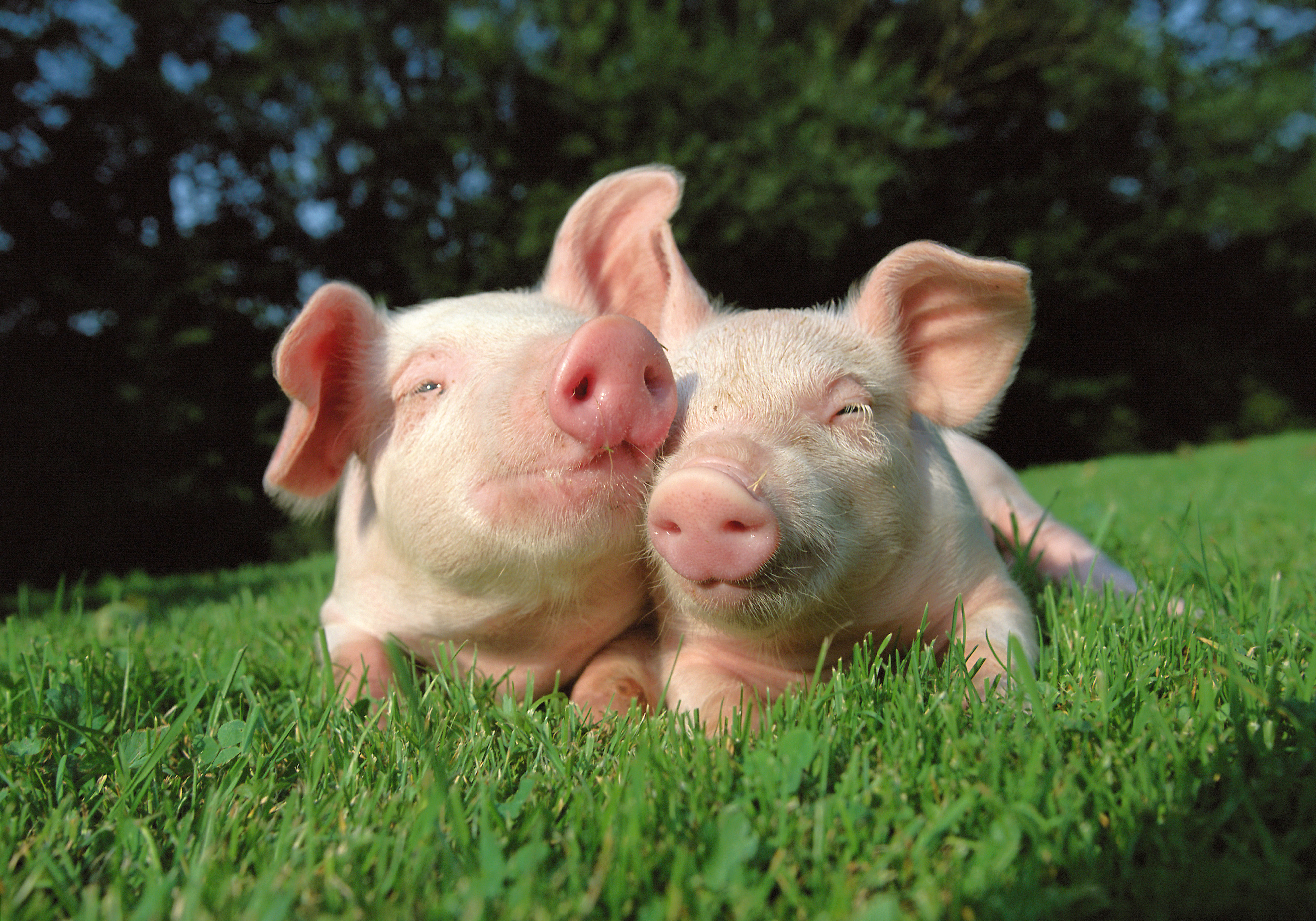 Cute pigs wallpapers and images - wallpapers, pictures, photos