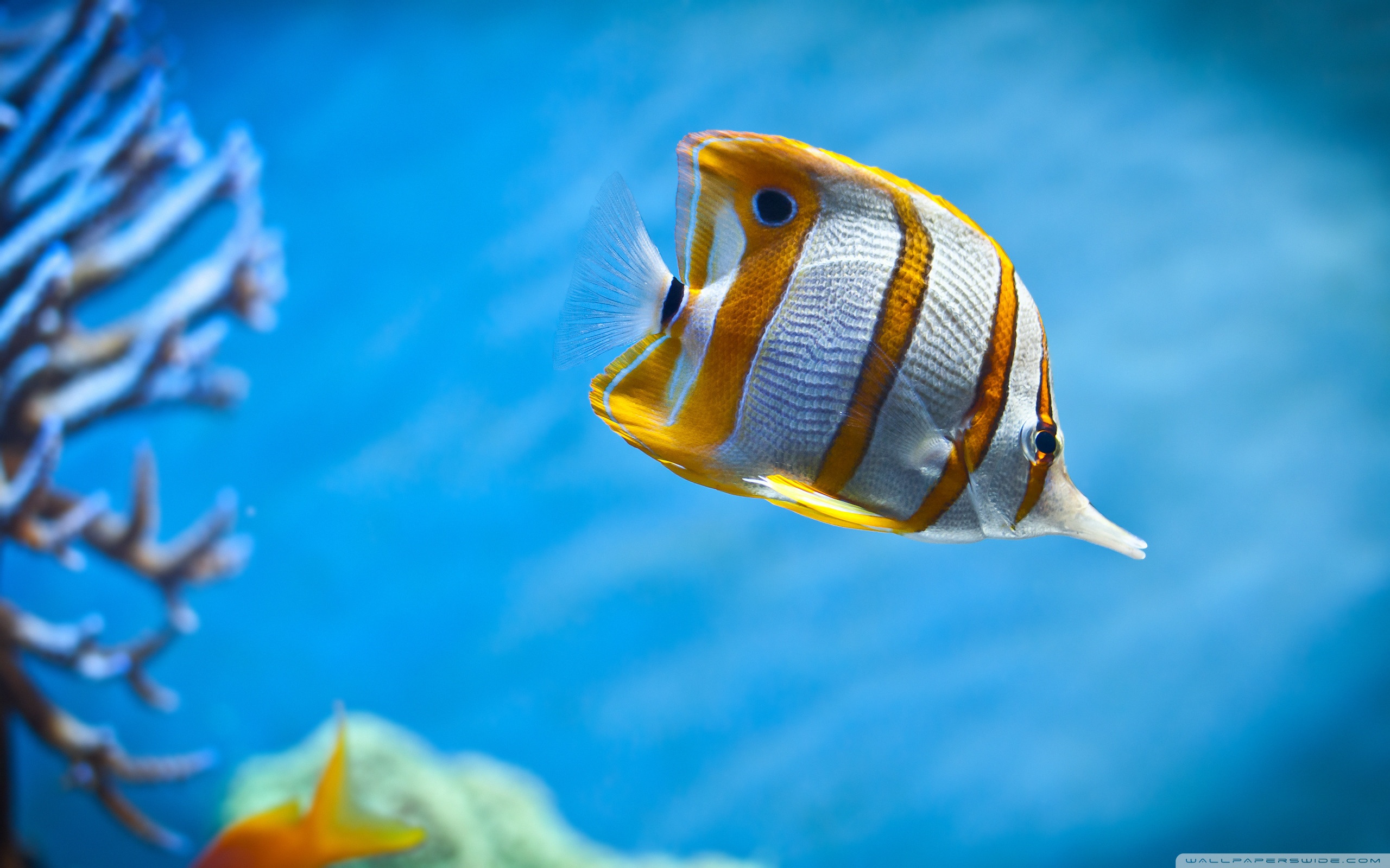 Tropical small fish wallpapers and images wallpapers, pictures, photos