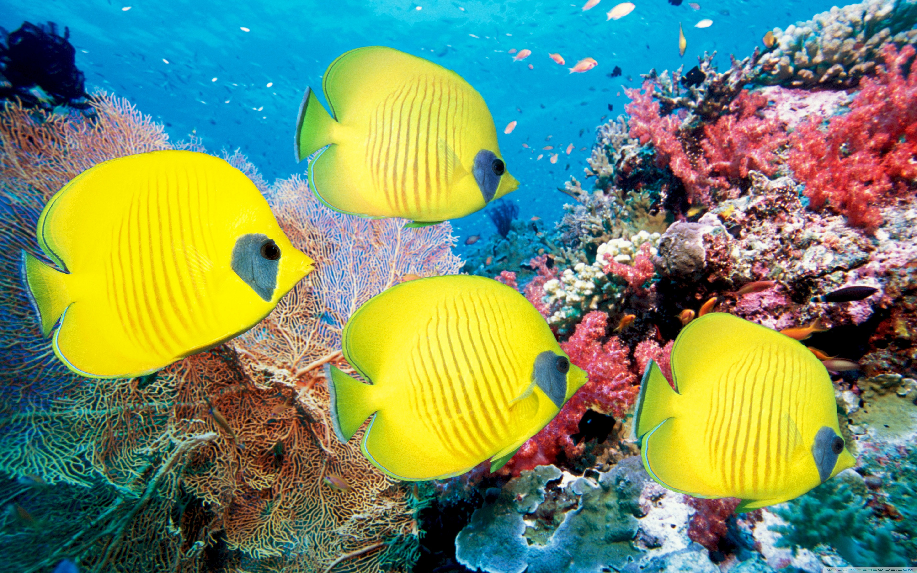 Yellow fishes wallpapers and images - wallpapers, pictures 