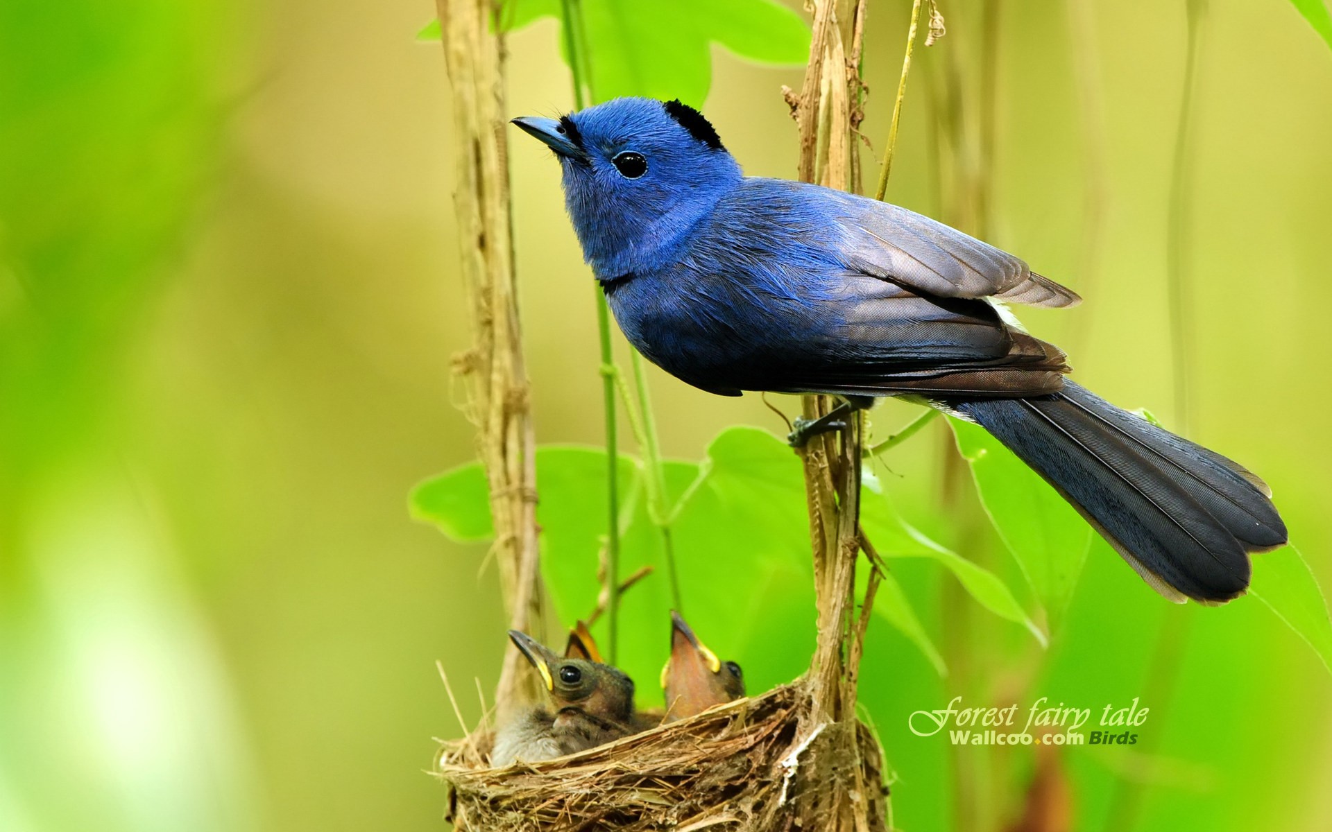 http://www.zastavki.com/pictures/originals/2013/Animals___Birds_Blue_Flycatchers_the_nest_043376_.jpg