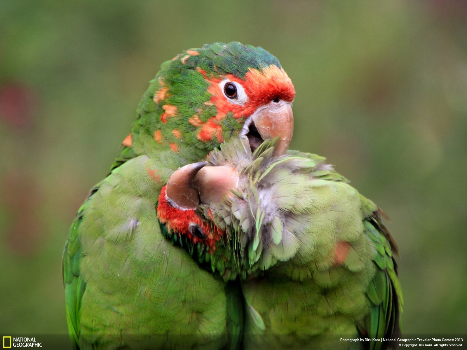 Cute pair of parrots wallpapers and images - wallpapers ...