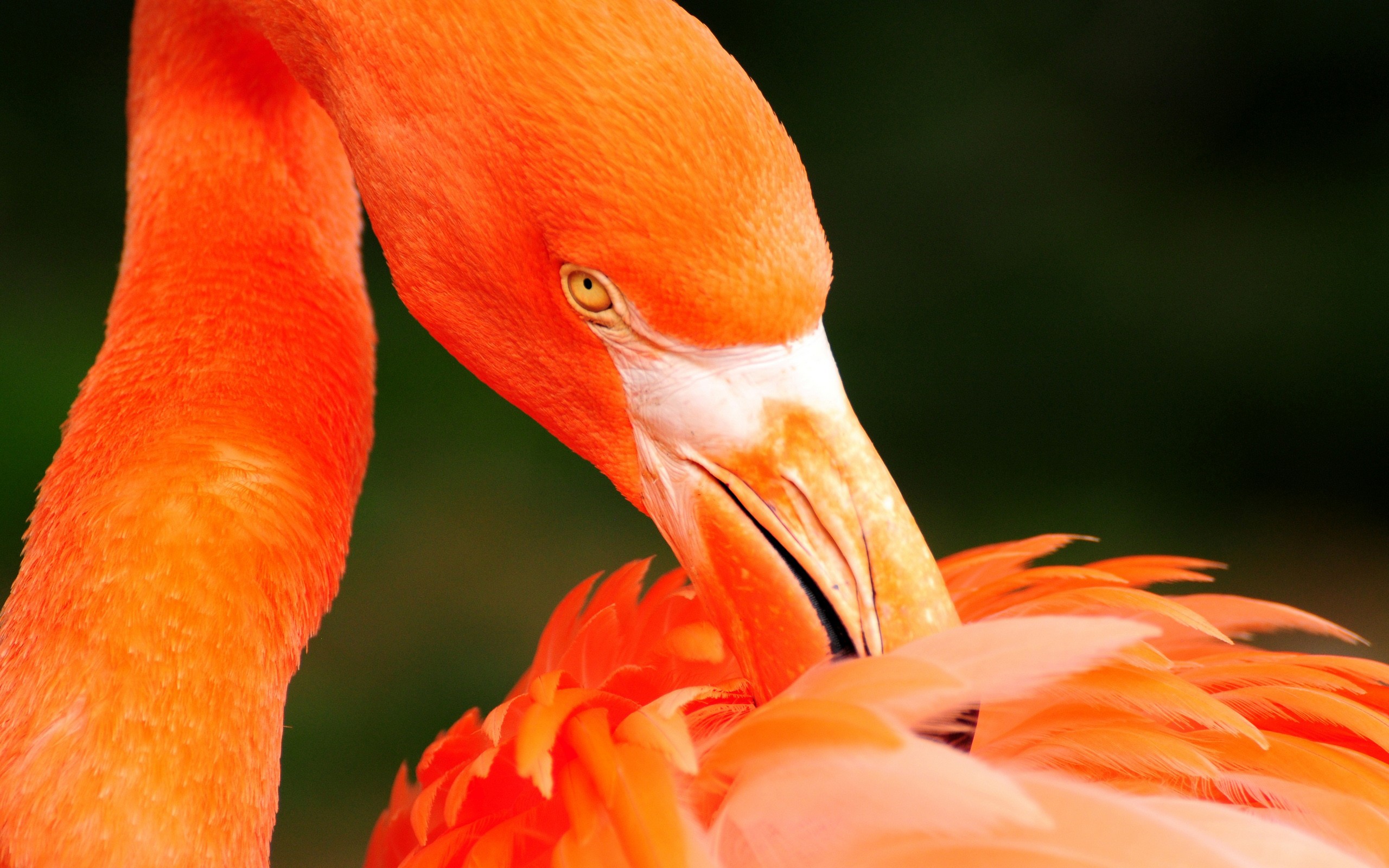 Orange flamingo wallpapers and images - wallpapers, pictures, photos