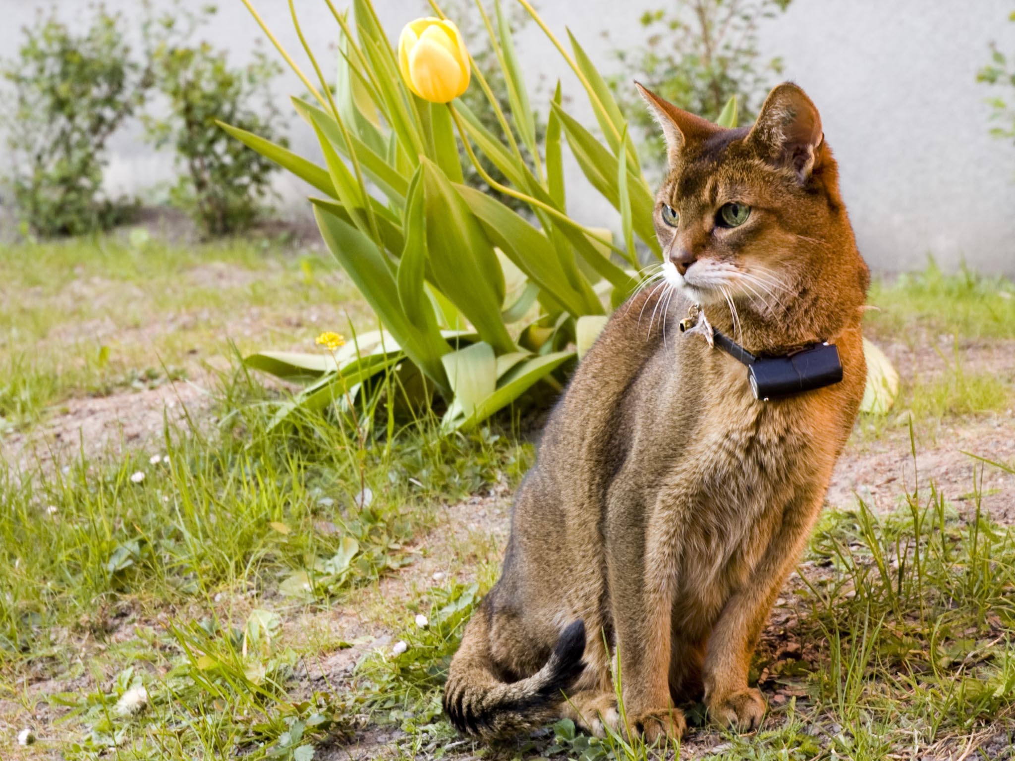 Beautiful abyssinian cat wallpapers and images ...