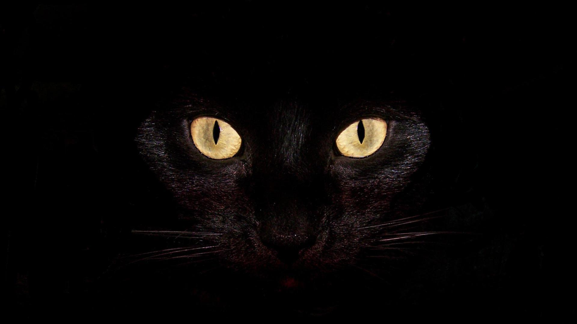 Black cat with yellow eyes on black background wallpapers ...