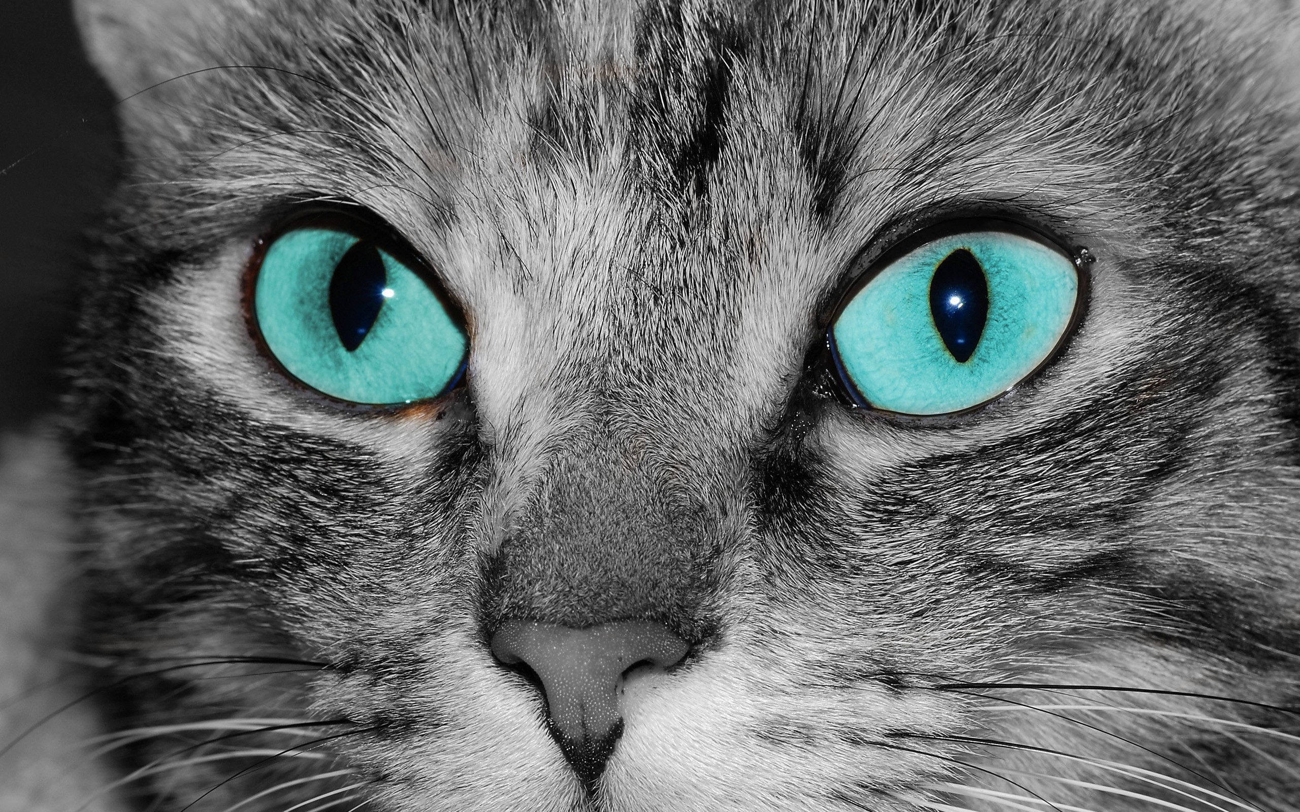 Blue-eyed cat wallpapers and images - wallpapers, pictures, photos