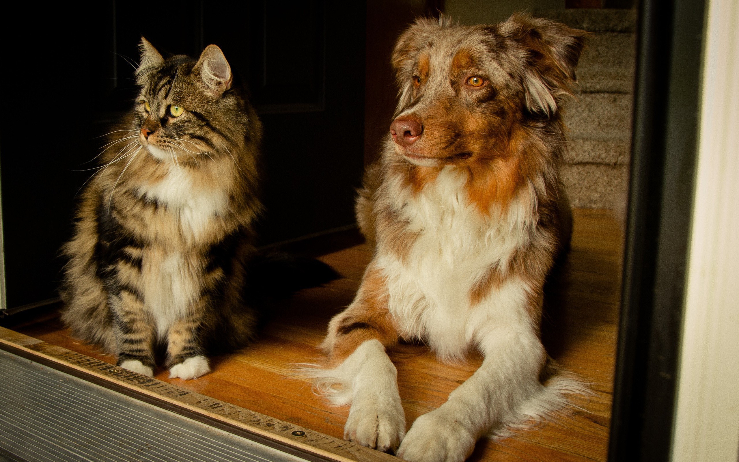 Animals___Cats_Cat_and_dog_friends_04184