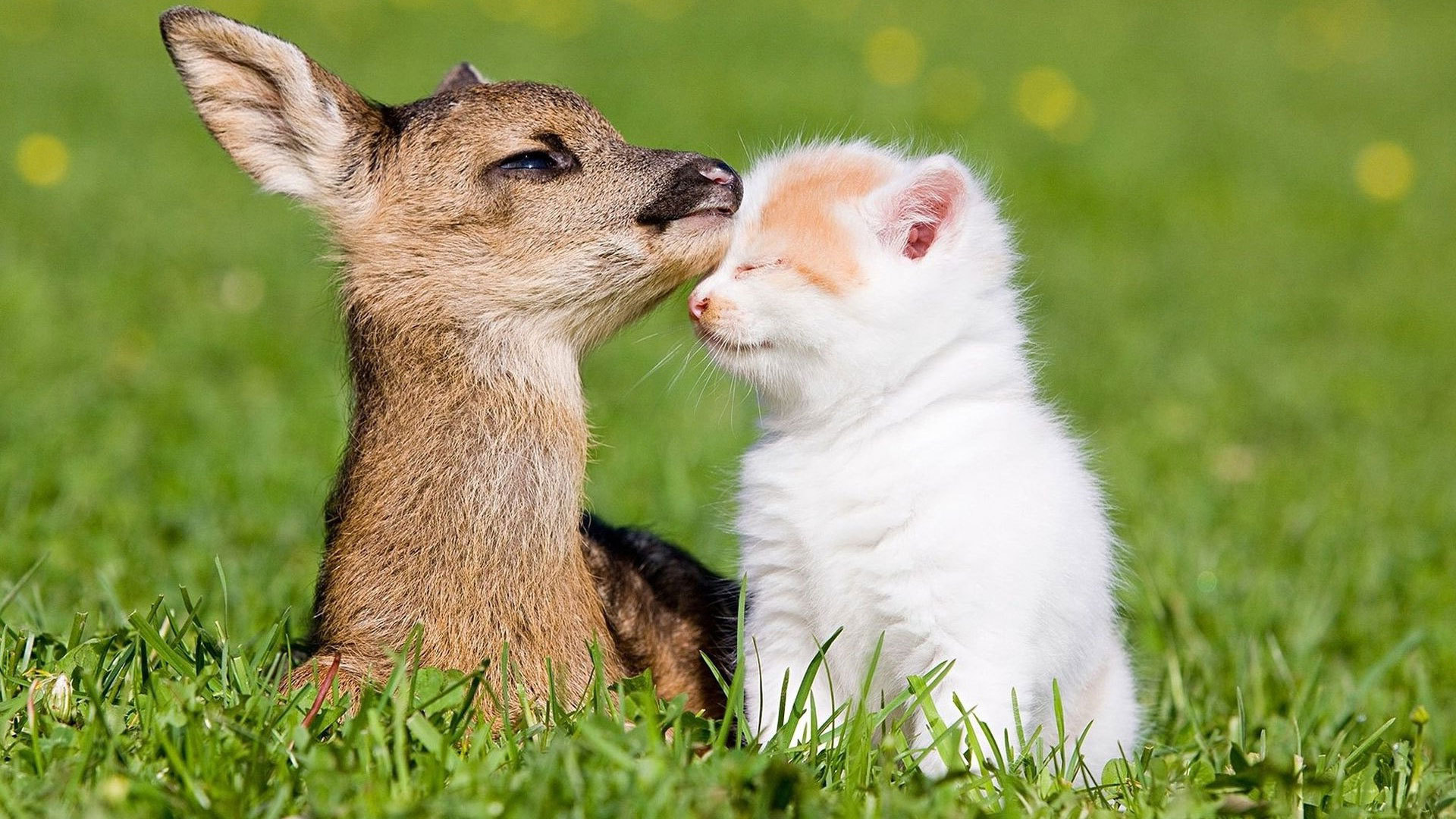 Animals___Cats_Kitten_and_baby_deer_046773_.jpg