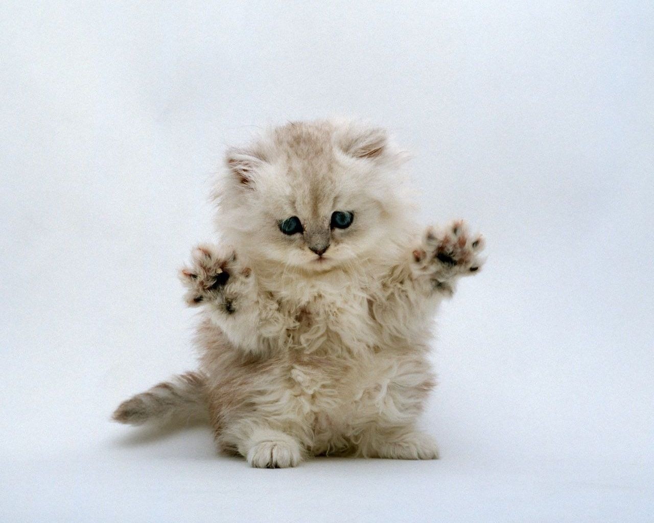 Kitten jumping wallpapers and images wallpapers, pictures, photos