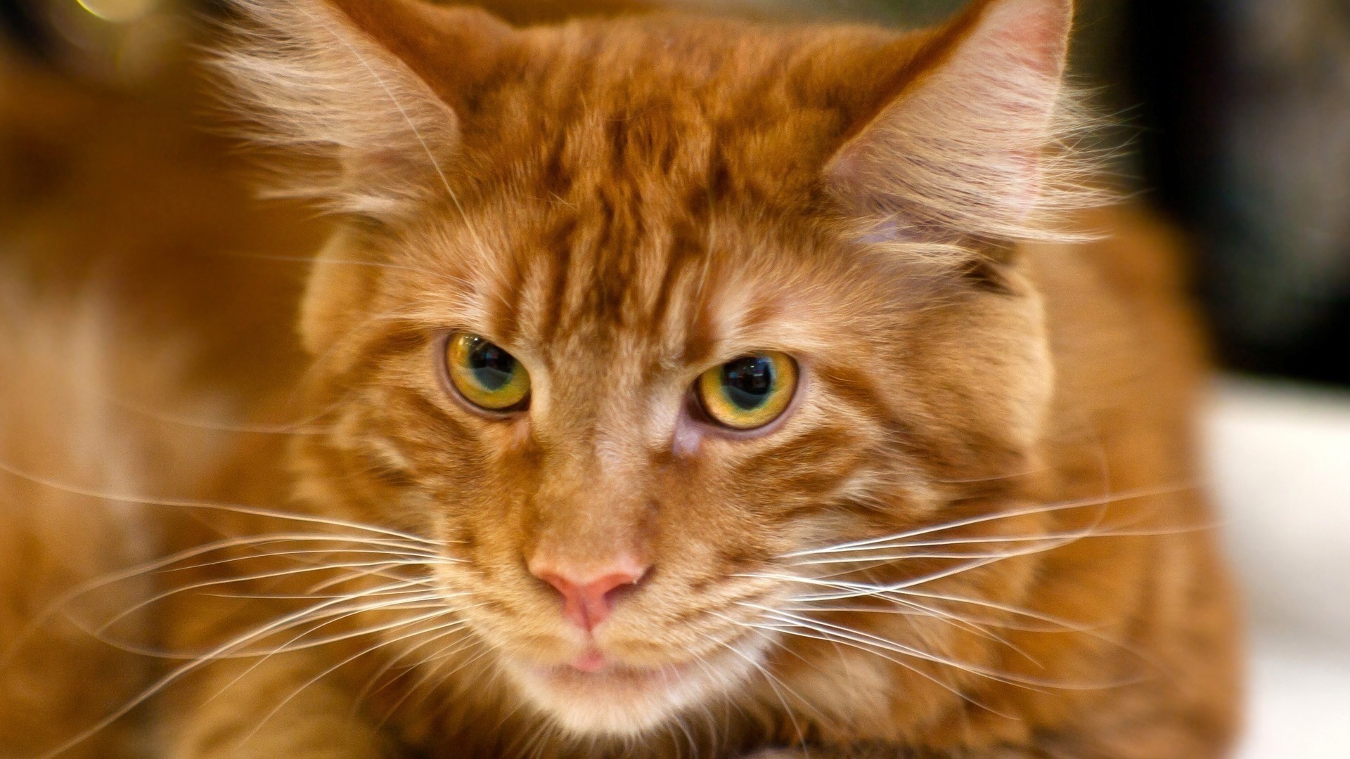 Звери в теме;) - Страница 9 Animals___Cats_Red_Cat_Maine_coon_close-up_044938_