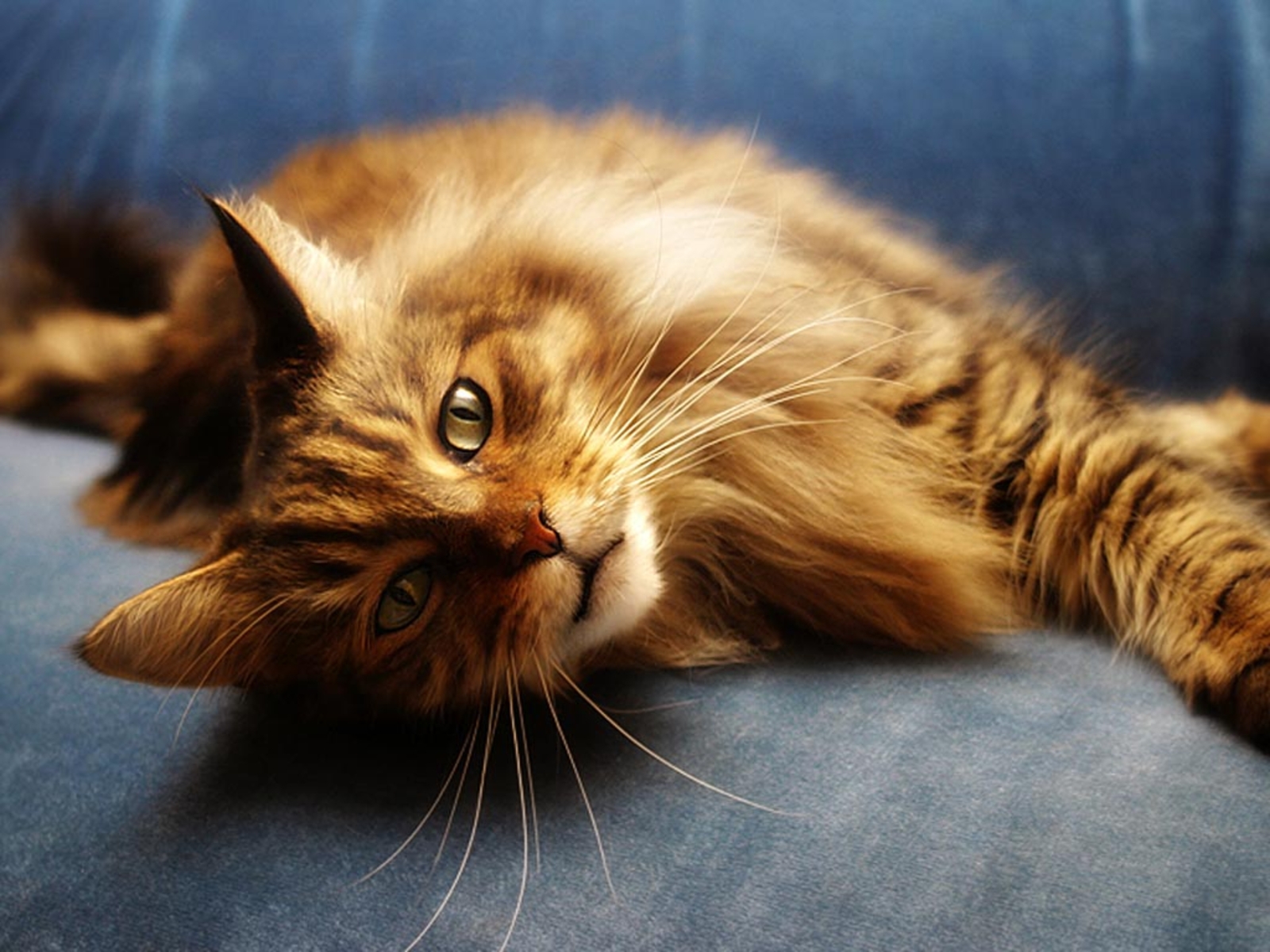 Red Maine Coon cat on a blue couch wallpapers and images wallpapers