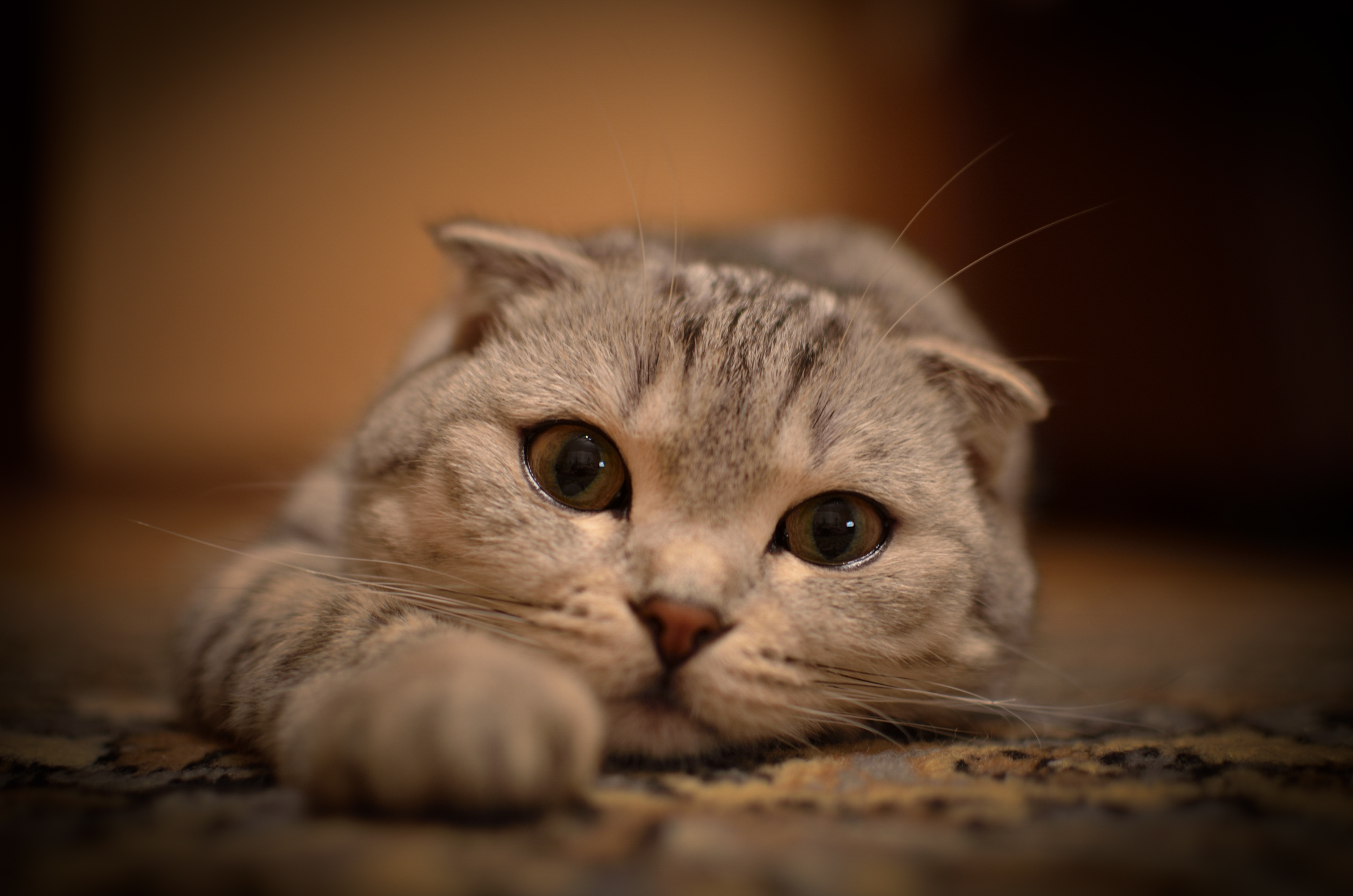 Animals___Cats_Scottish_Fold_cat_on_carpet_045174_.jpg