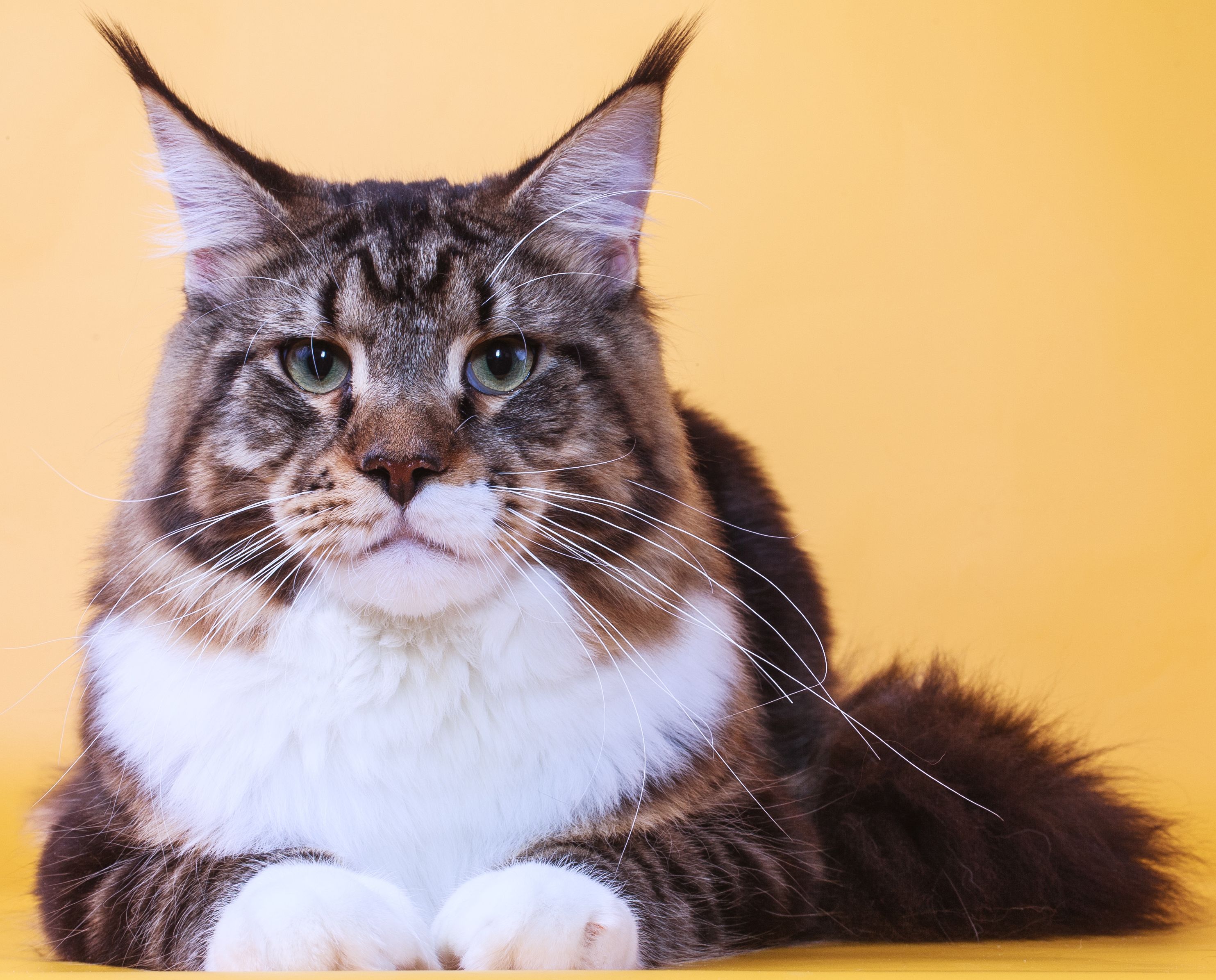 Serious Maine Coon cat on an orange background wallpapers and images wallpapers, pictures, photos