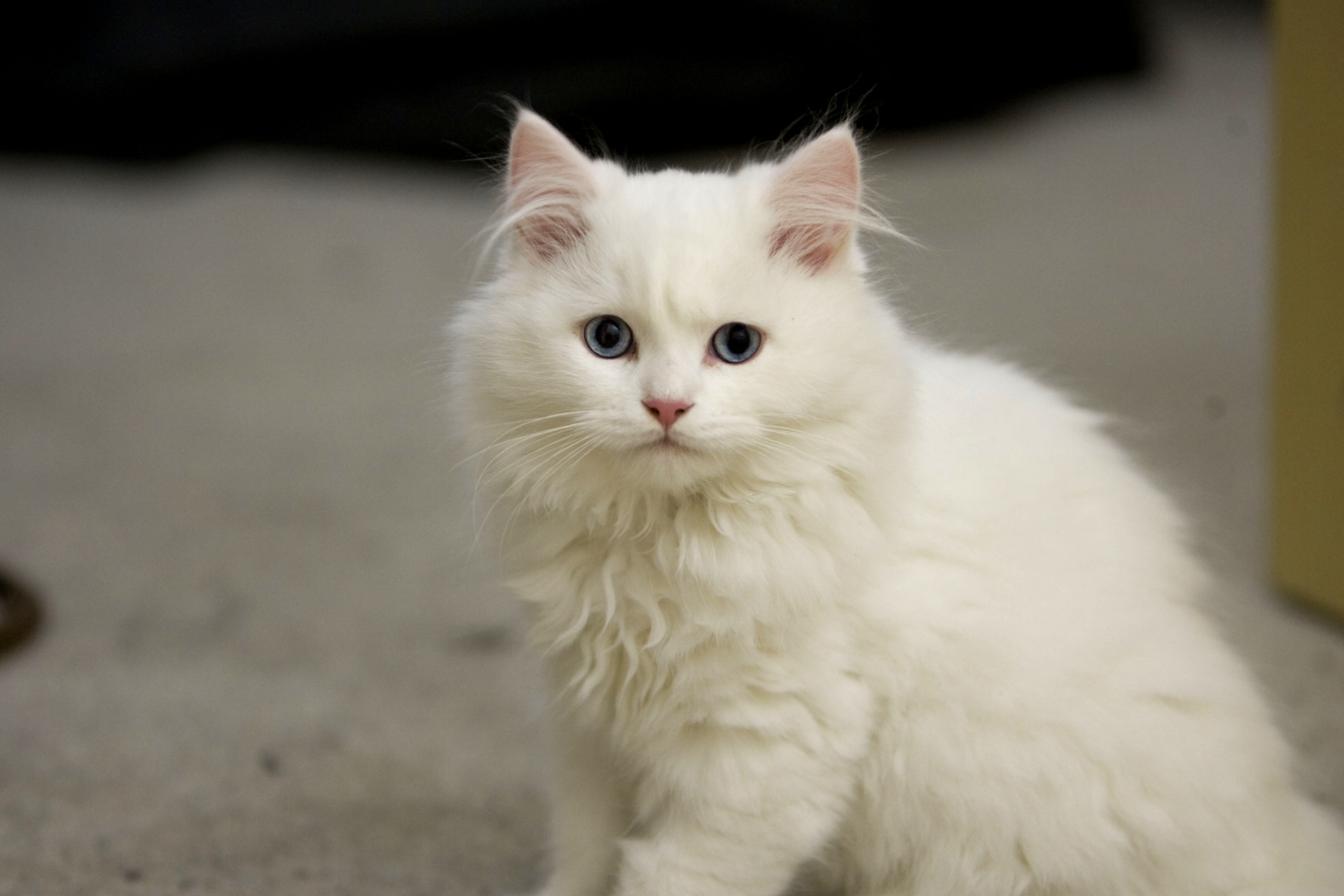 White fluffy cat with blue eyes wallpapers and images wallpapers
