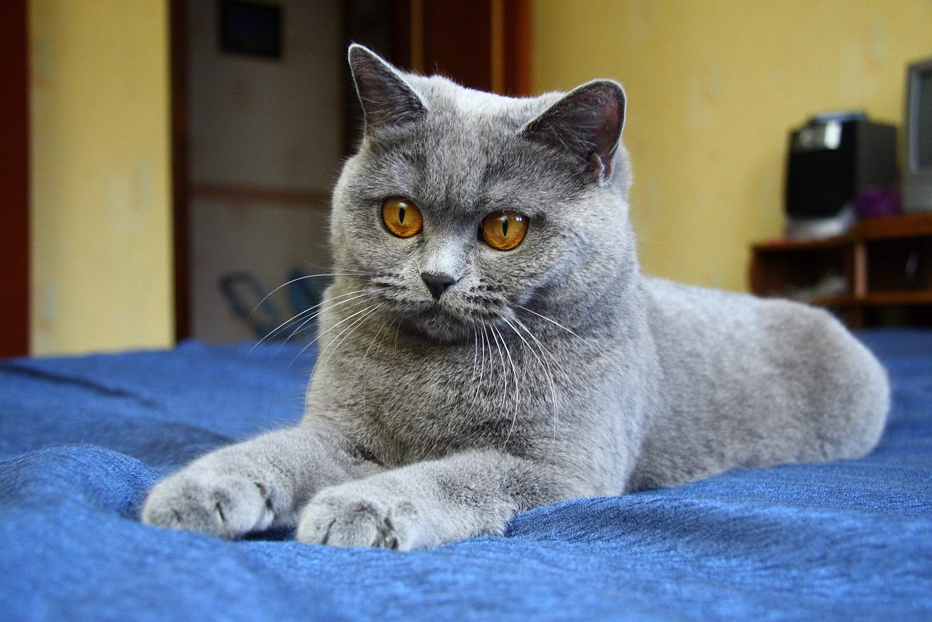 Young handsome British Shorthair cat wallpapers and images - wallpapers