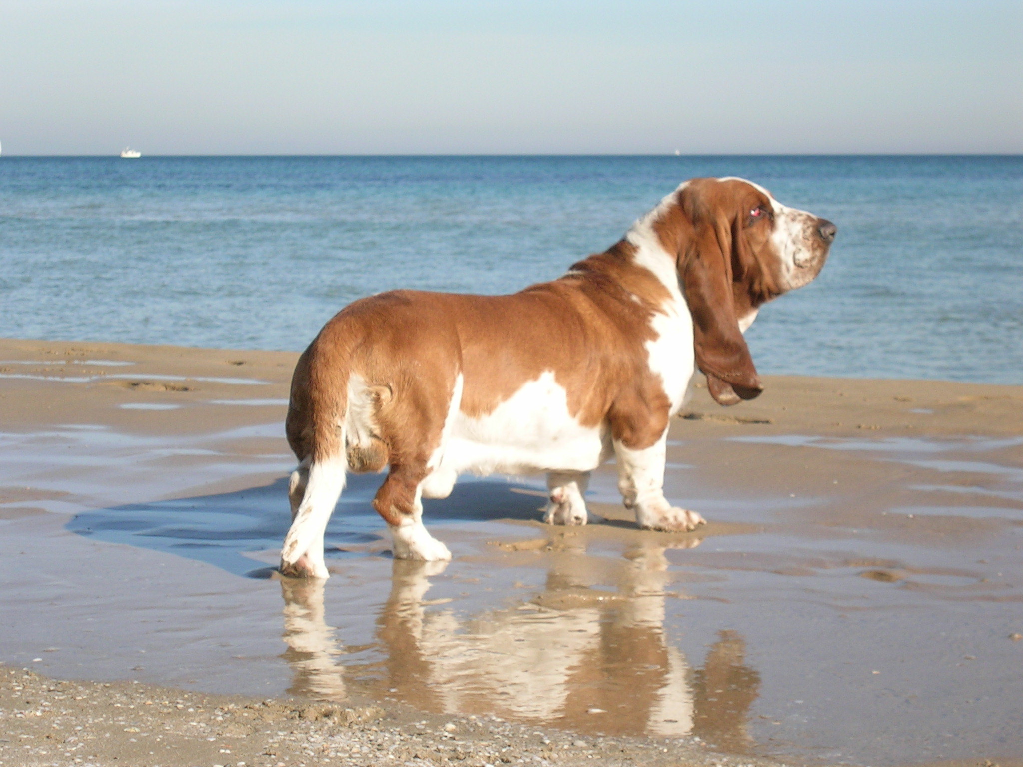 Adult basset hound near the sea wallpapers and images wallpapers
