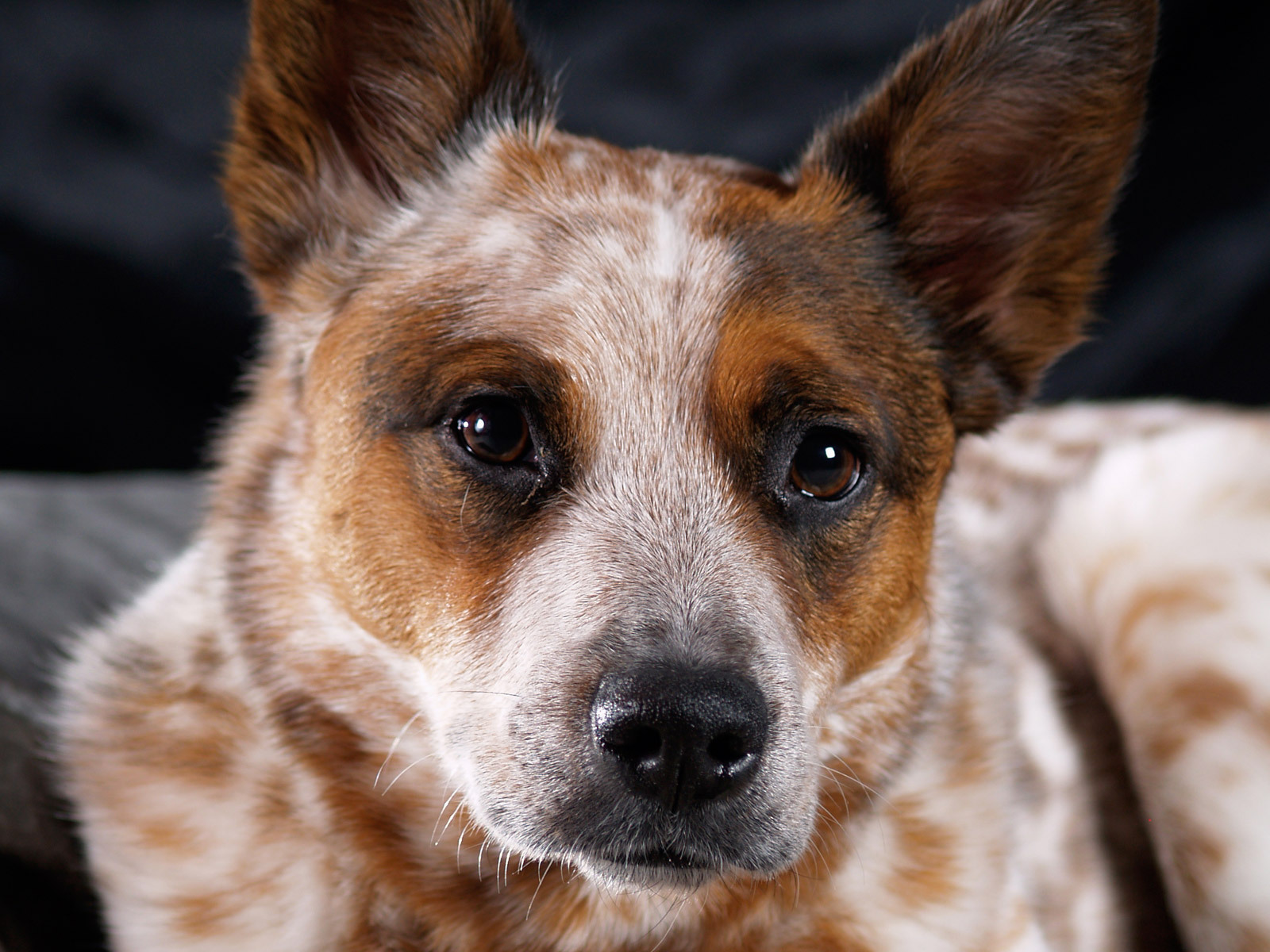 Australian Cattle Dog close-up wallpapers and images - wallpapers