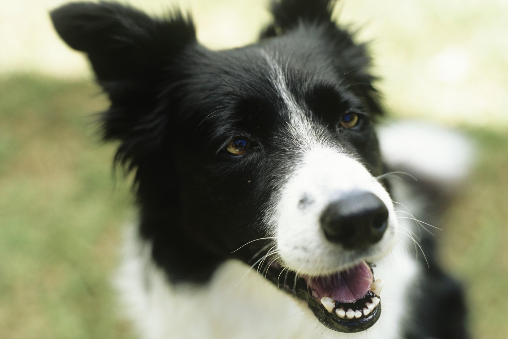 Beautiful Border Collie smiling wallpapers and images - wallpapers