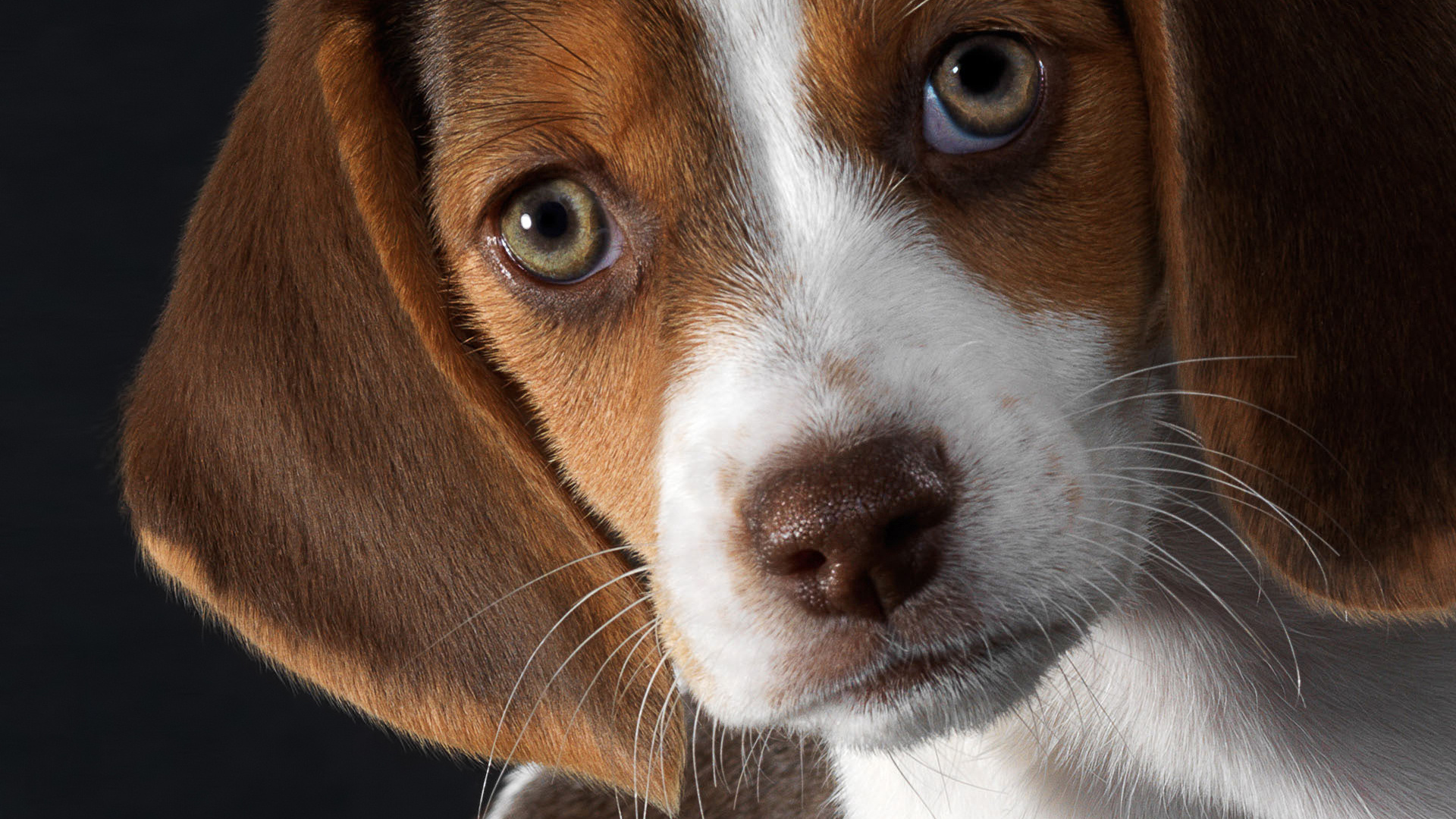 Beautiful eyes beagle dog wallpapers and images  wallpapers, pictures 