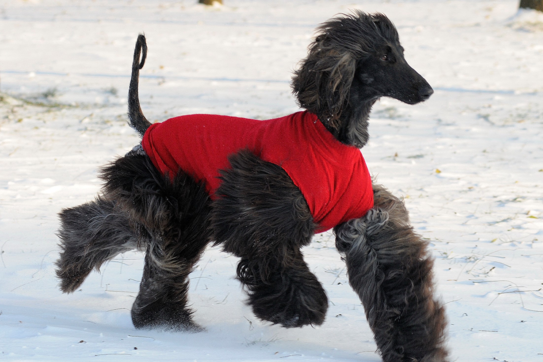Black Afghan hound running in the snow wallpapers and ...
