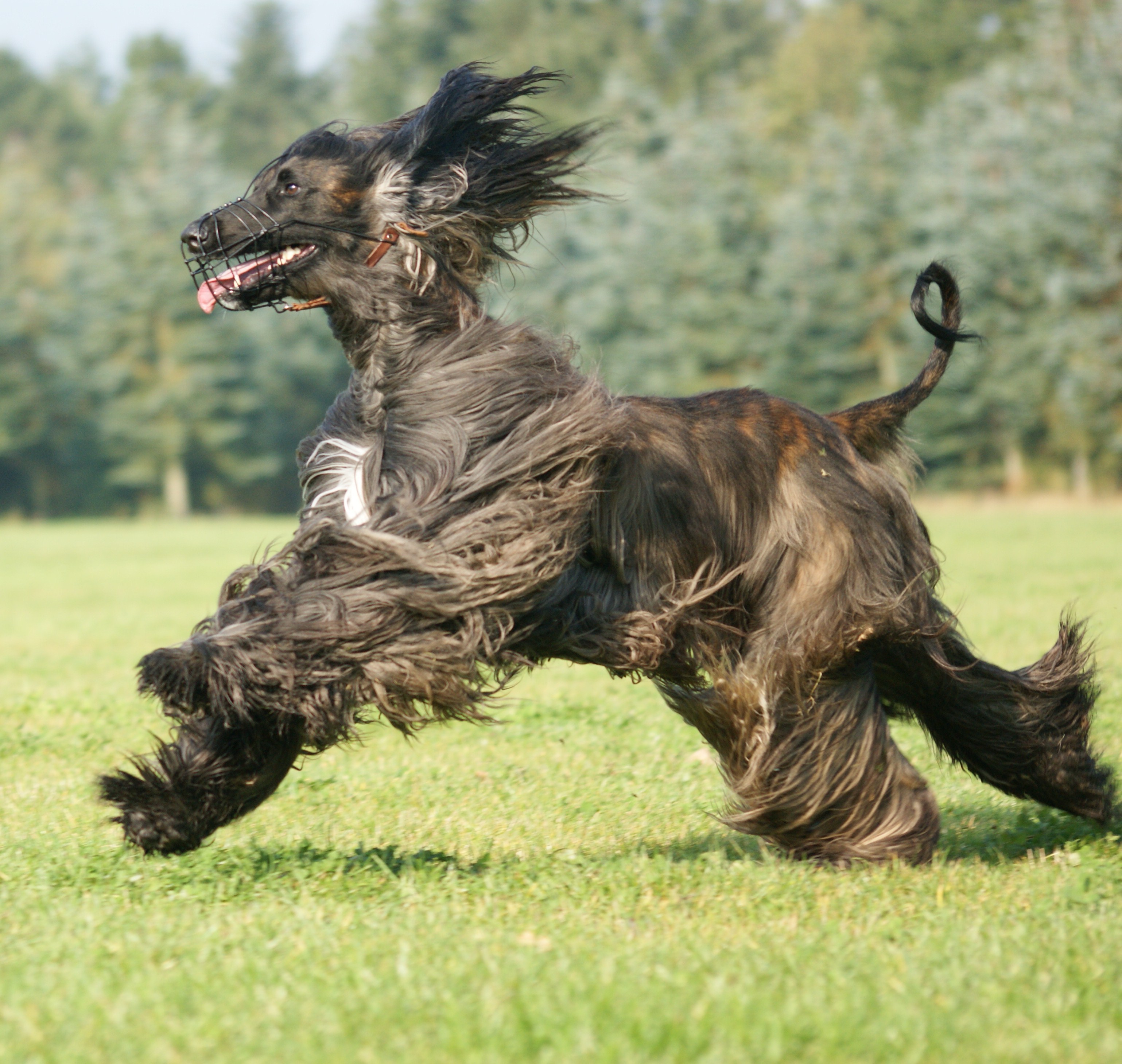 Black afghan hound while running wallpapers and images ...