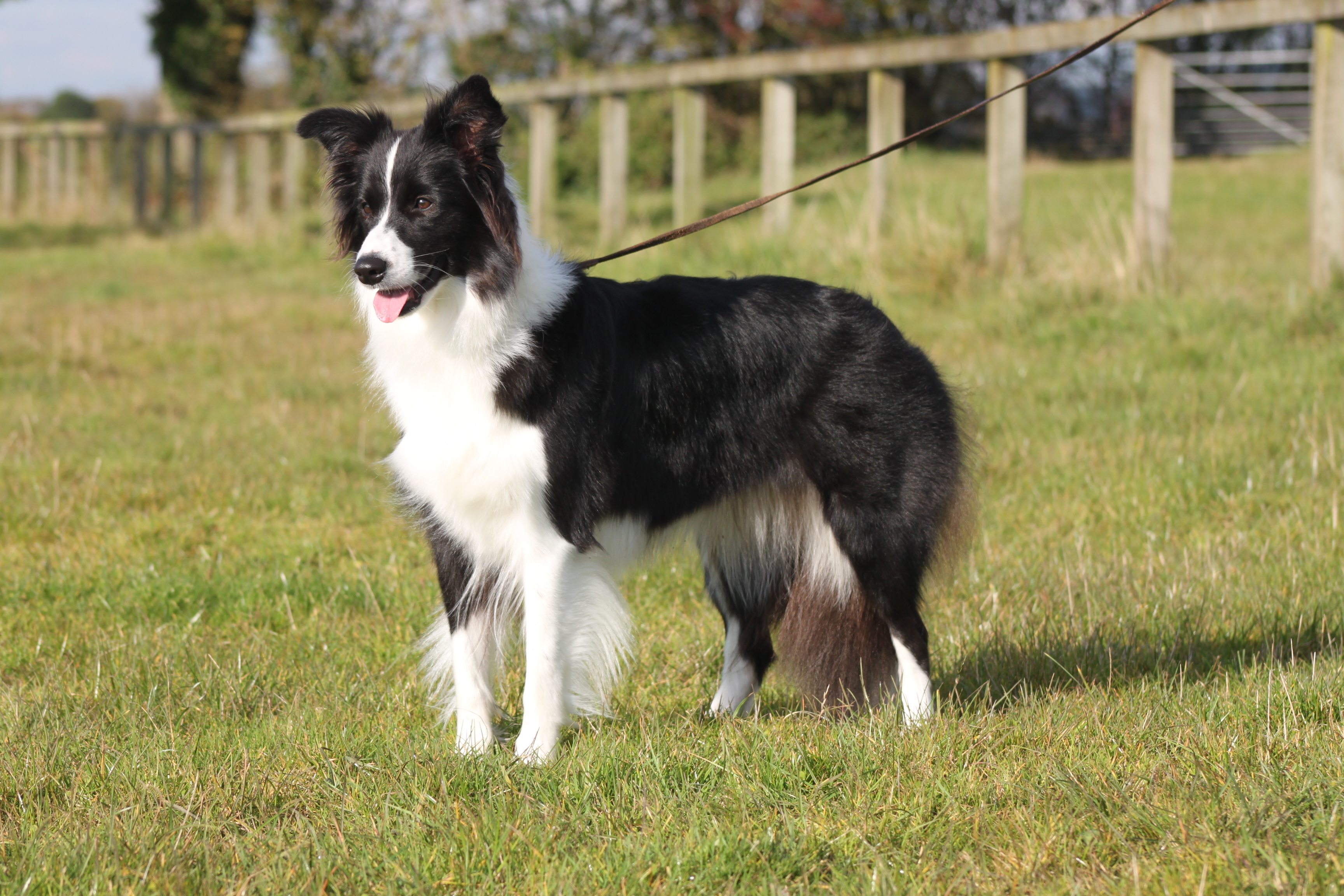 Animals___Dogs_Border_Collie_on_a_leash_