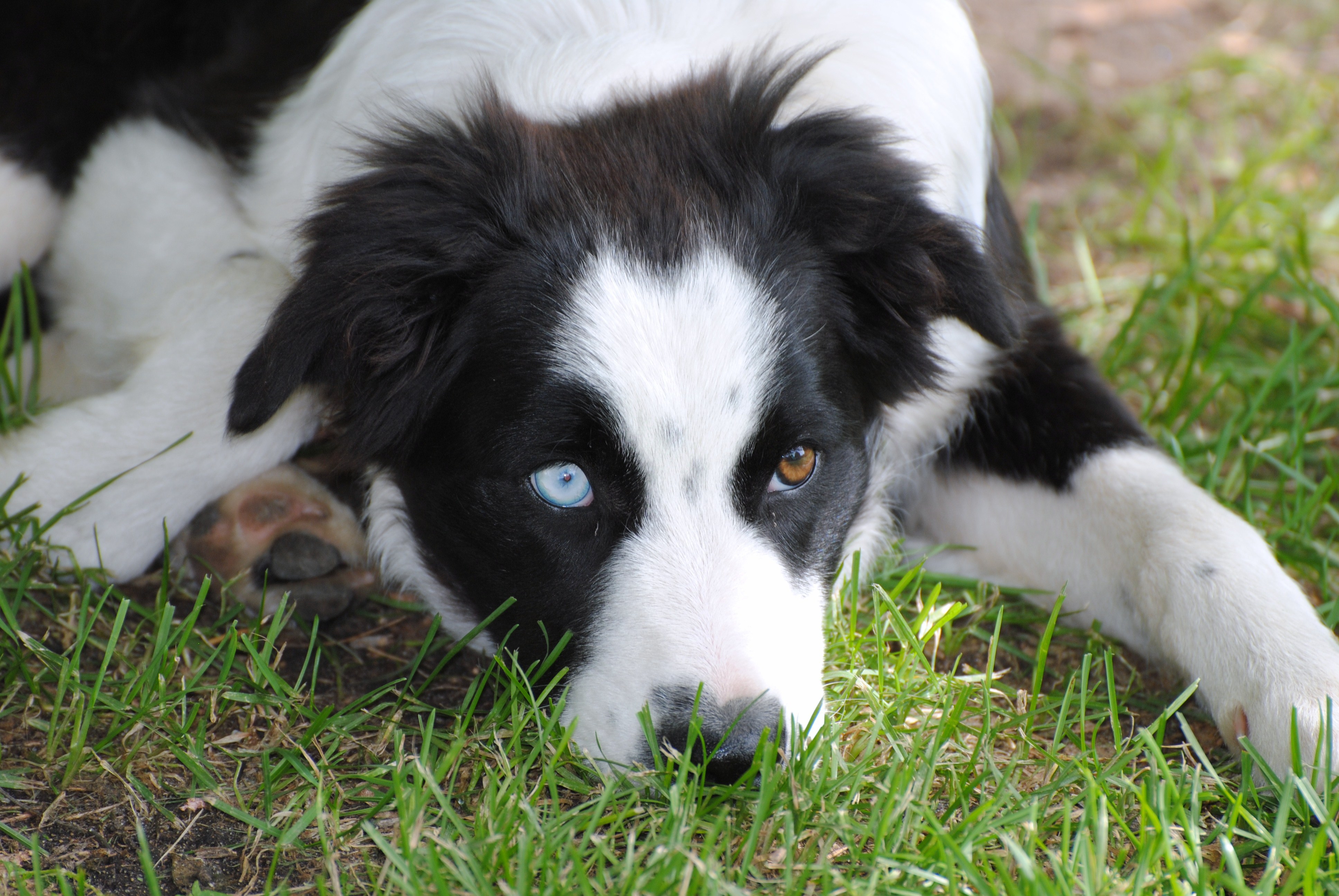 Border Collie with different eyes lying on the grass ...