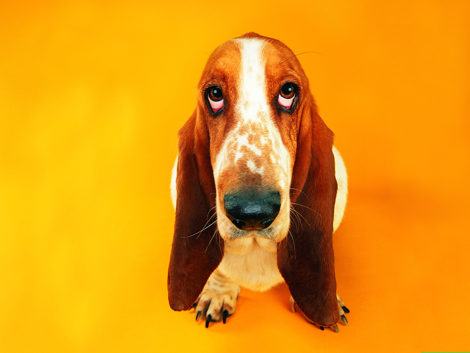 Cute basset hound on an orange background wallpapers and images