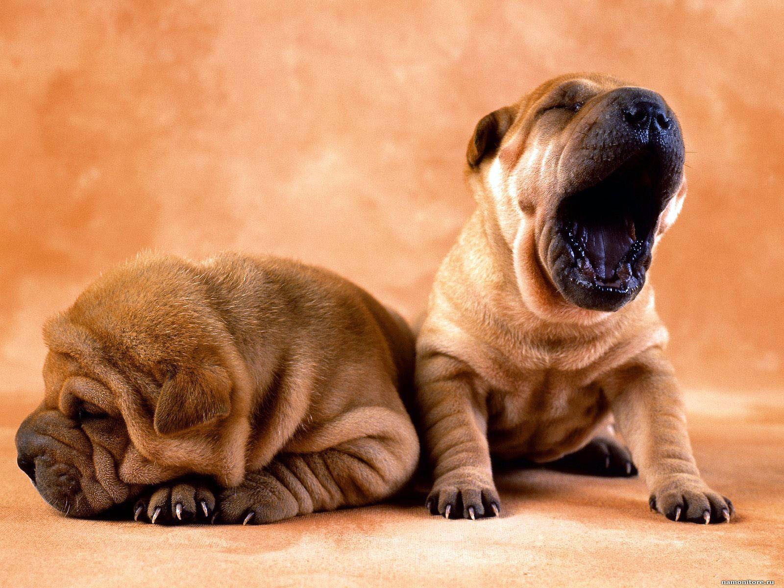 Shar Pei Photo Wallpapers Pictures With Shar Pei