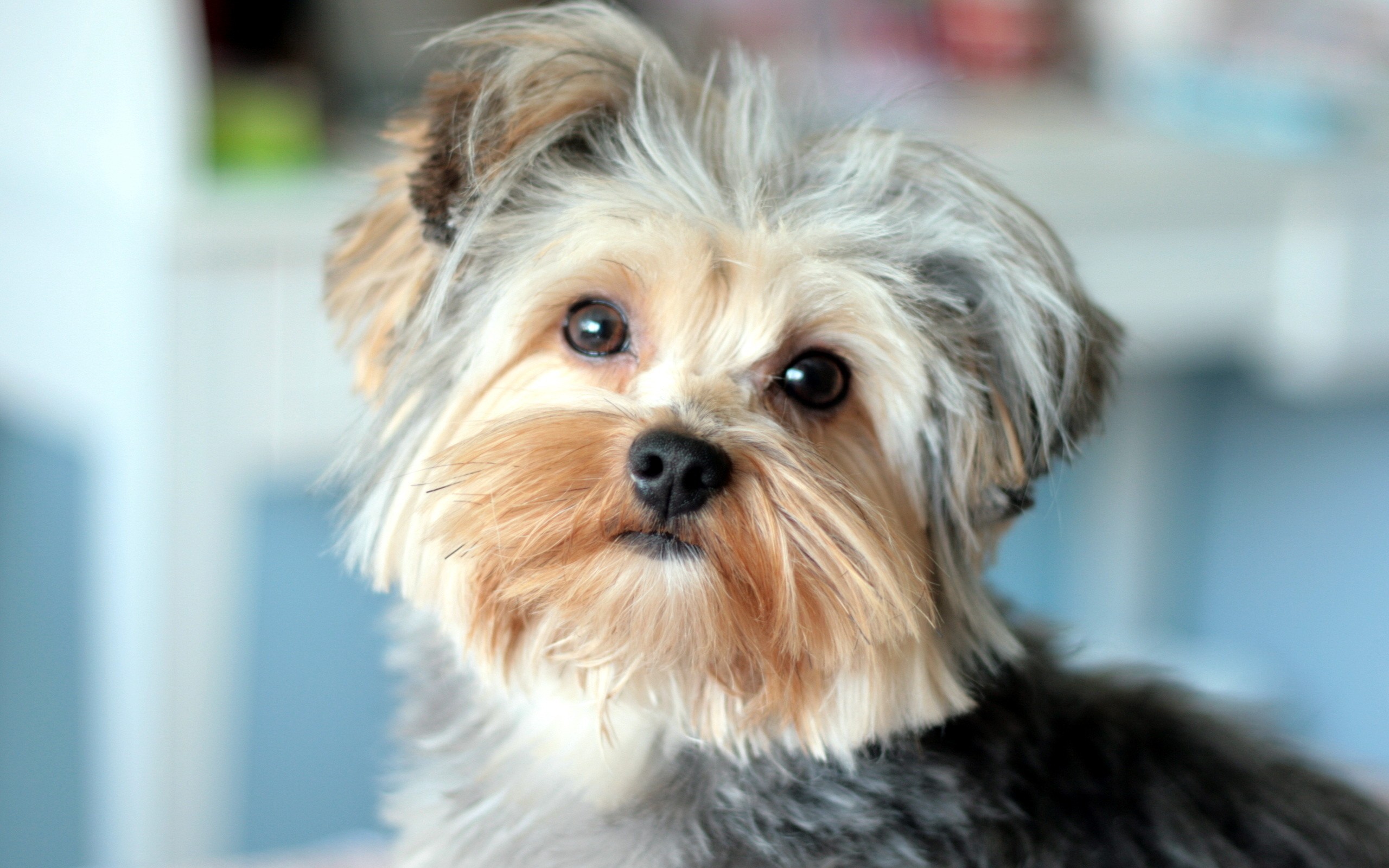 Dog Yorkshire Terrier wallpapers and images - wallpapers ...