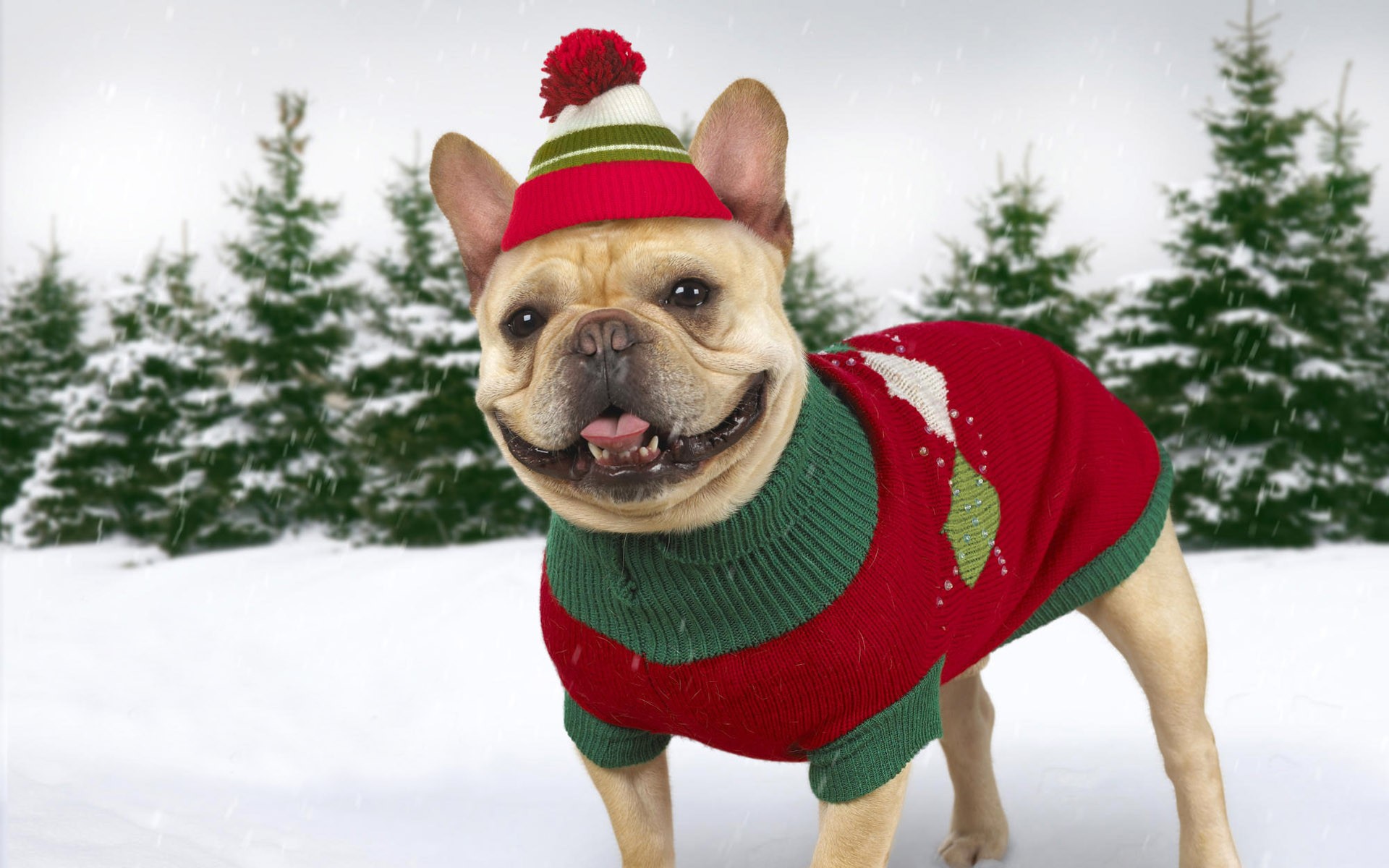 http://www.zastavki.com/pictures/originals/2013/Animals___Dogs_Dog_in_winter_clothes_051666_.jpg